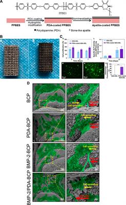 Evaluation of cell adhesion and osteoconductivity in bone substitutes modified by polydopamine